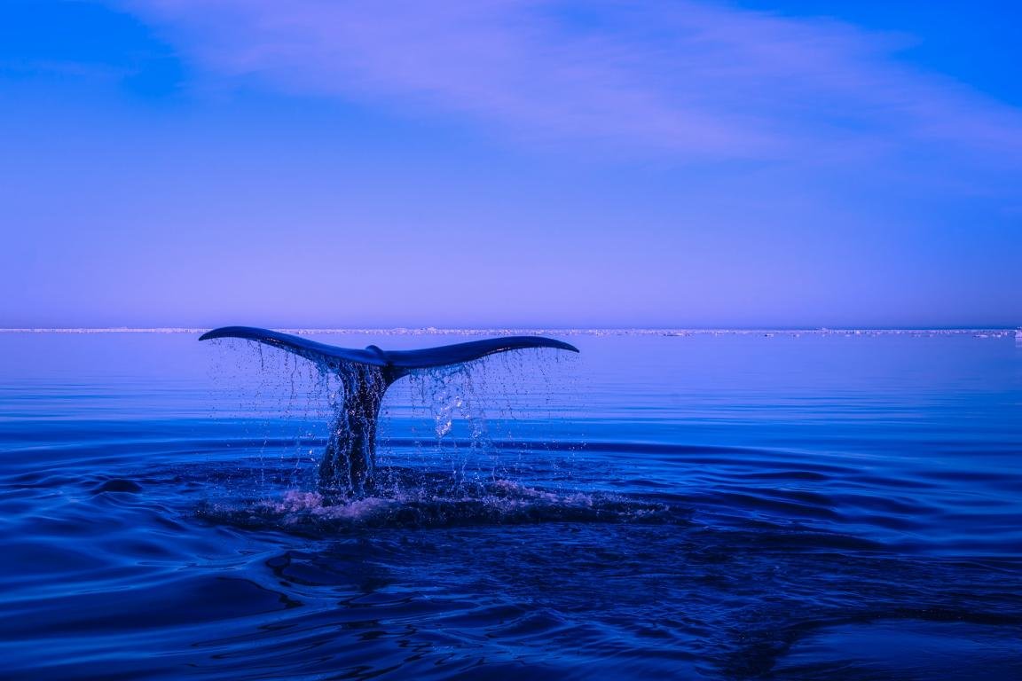 Best Whale background ID:463296 for High Resolution hd 1152x768 PC