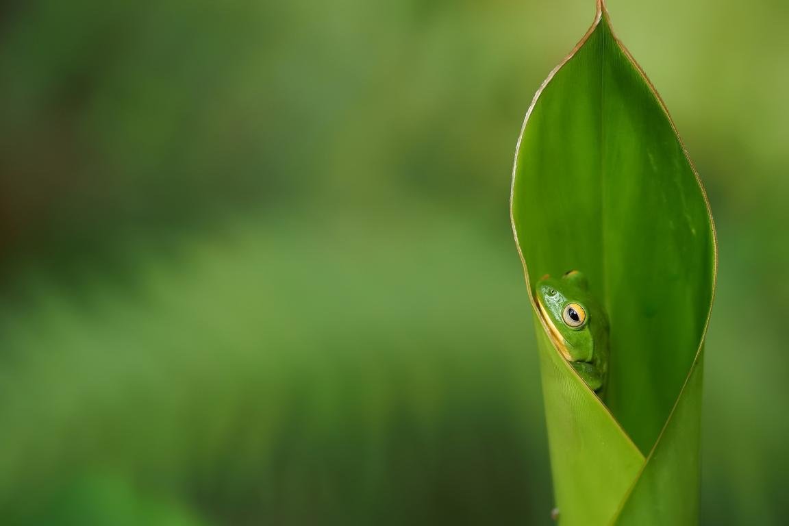 Free download Frog wallpaper ID:328771 hd 1152x768 for computer