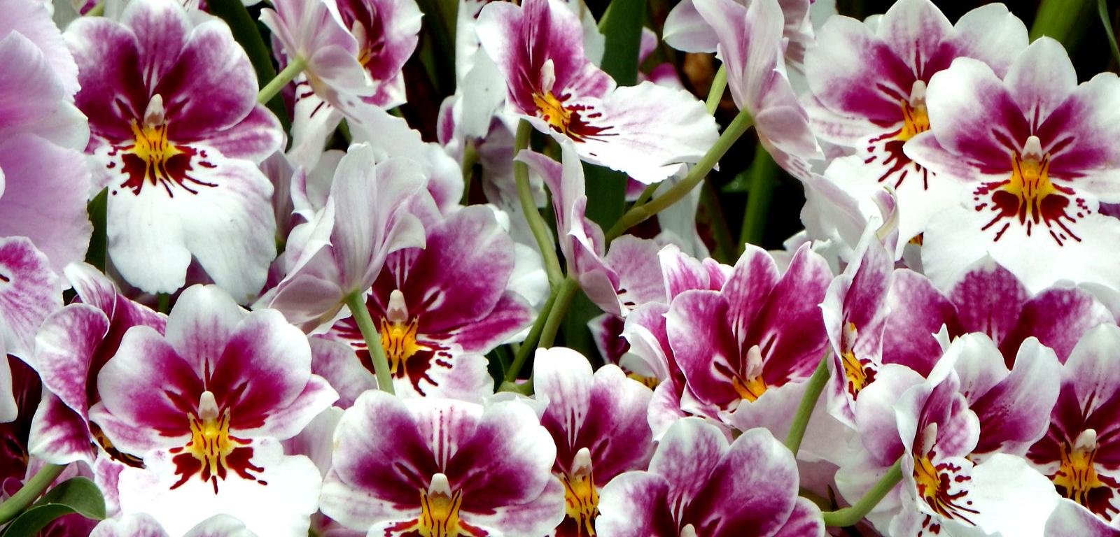Free Orchid high quality wallpaper ID:449539 for hd 1600x768 desktop