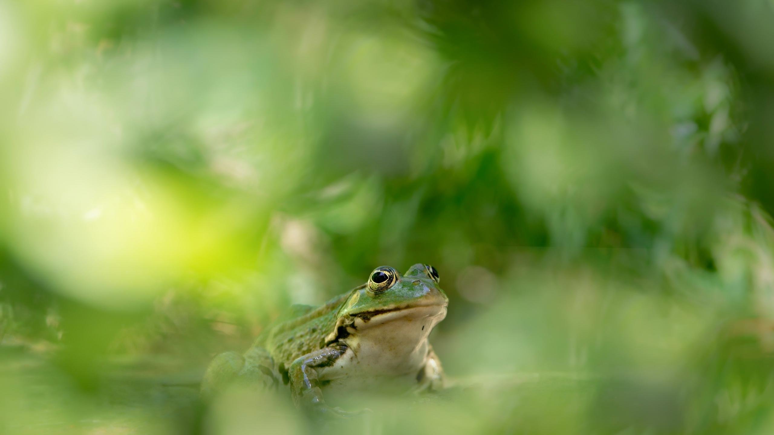 High resolution Frog hd 2560x1440 wallpaper ID:328835 for computer