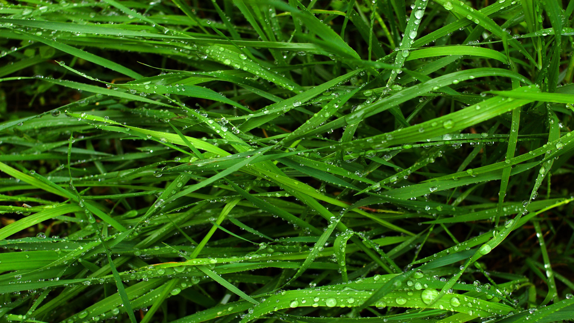Free Grass high quality wallpaper ID:378012 for full hd computer