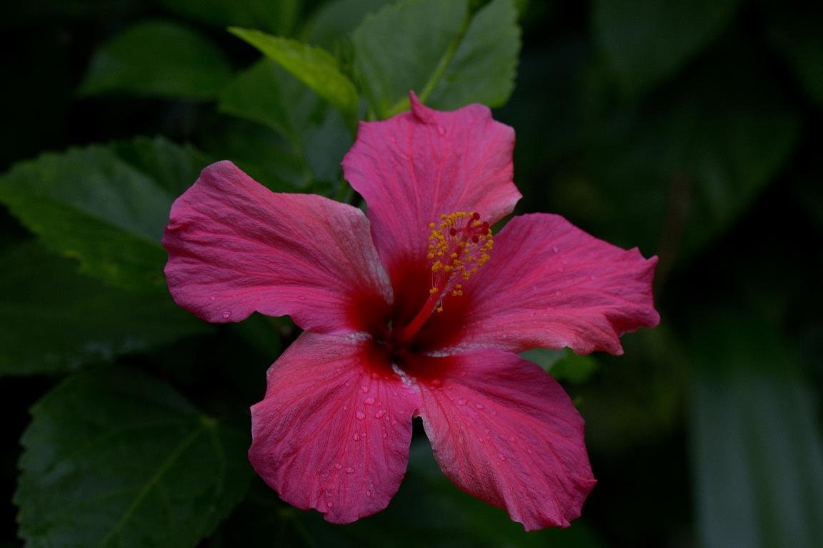 Best Hibiscus background ID:24449 for High Resolution hd 1152x768 computer