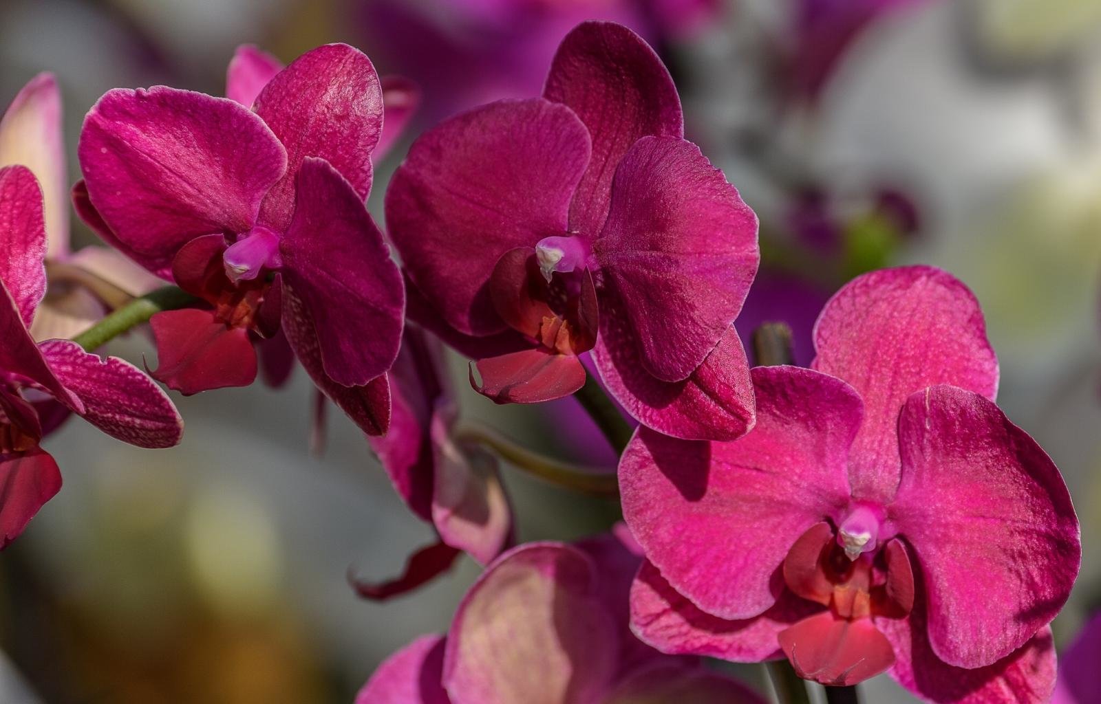 Download hd 1600x1024 Orchid computer wallpaper ID:449479 for free