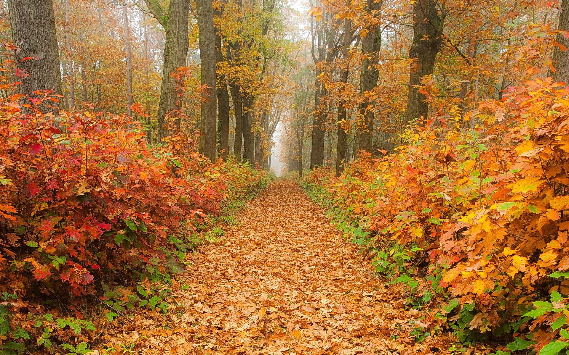 High resolution Path hd 1920x1200 background ID:465582 for PC