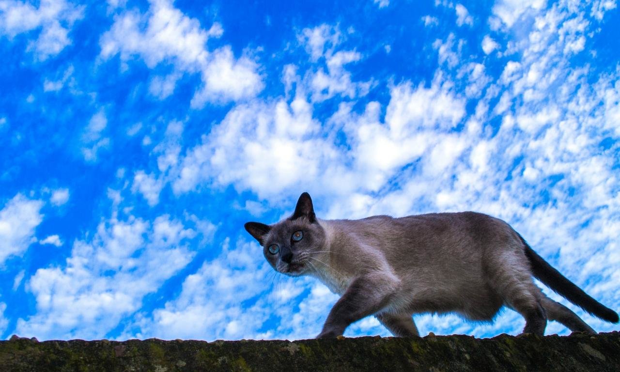Free Cat high quality wallpaper ID:425356 for hd 1280x768 computer