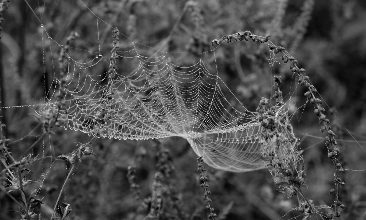 Awesome Spider Web free wallpaper ID:184777 for hd 1200x720 desktop