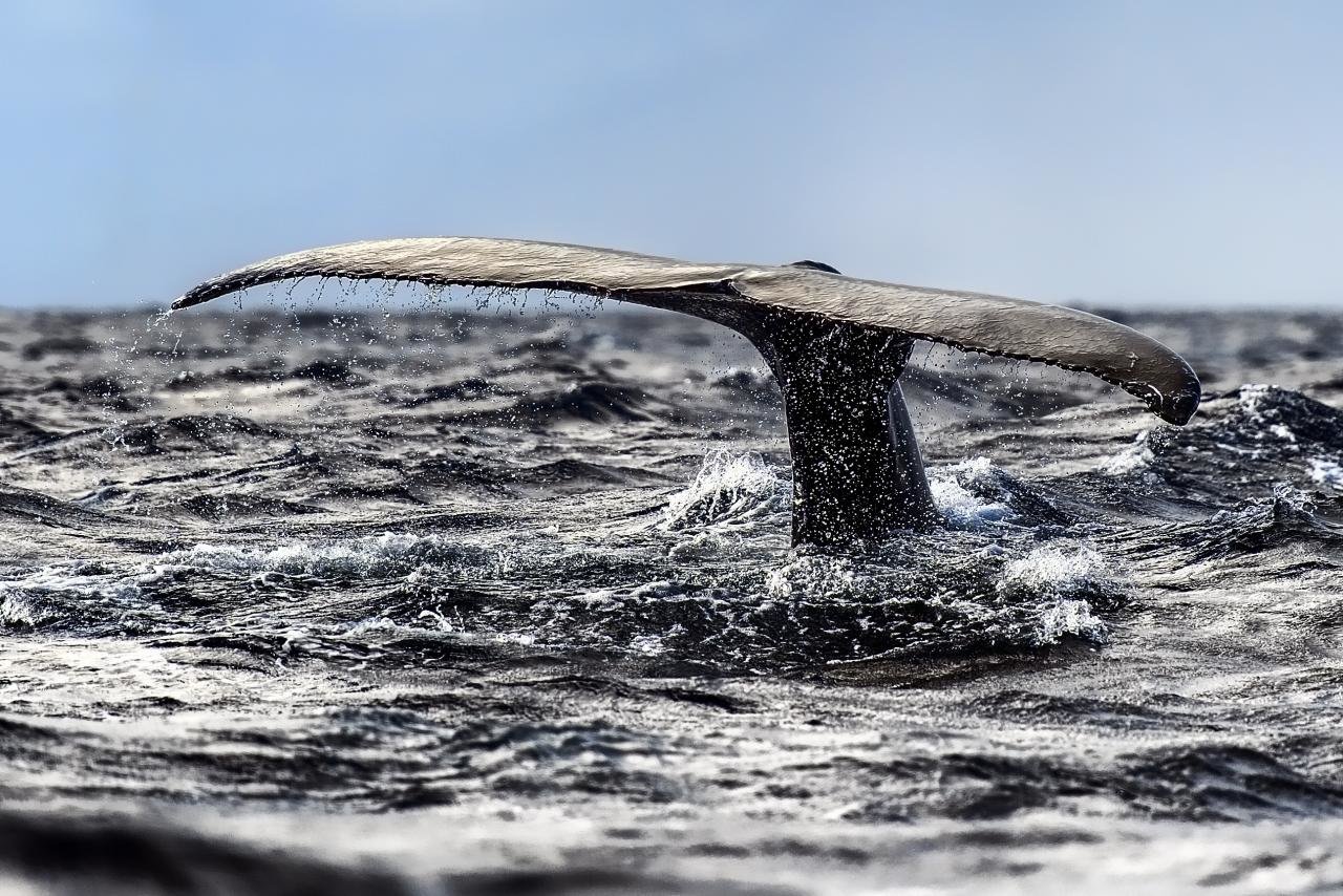Awesome Whale free background ID:463204 for hd 1280x854 PC