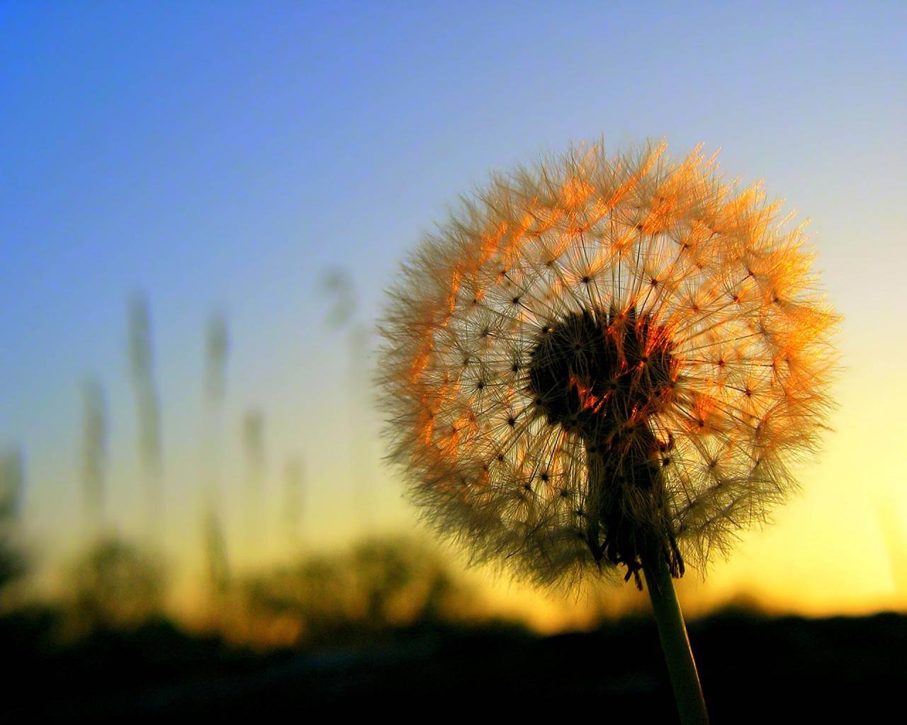 Free Dandelion high quality wallpaper ID:77895 for hd 1280x1024 computer