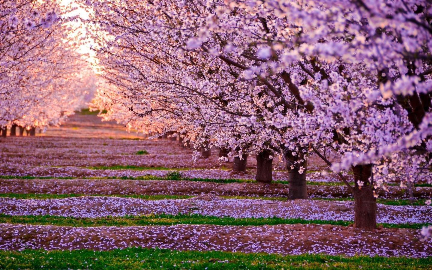 Awesome Blossom free wallpaper ID:332754 for hd 1440x900 computer