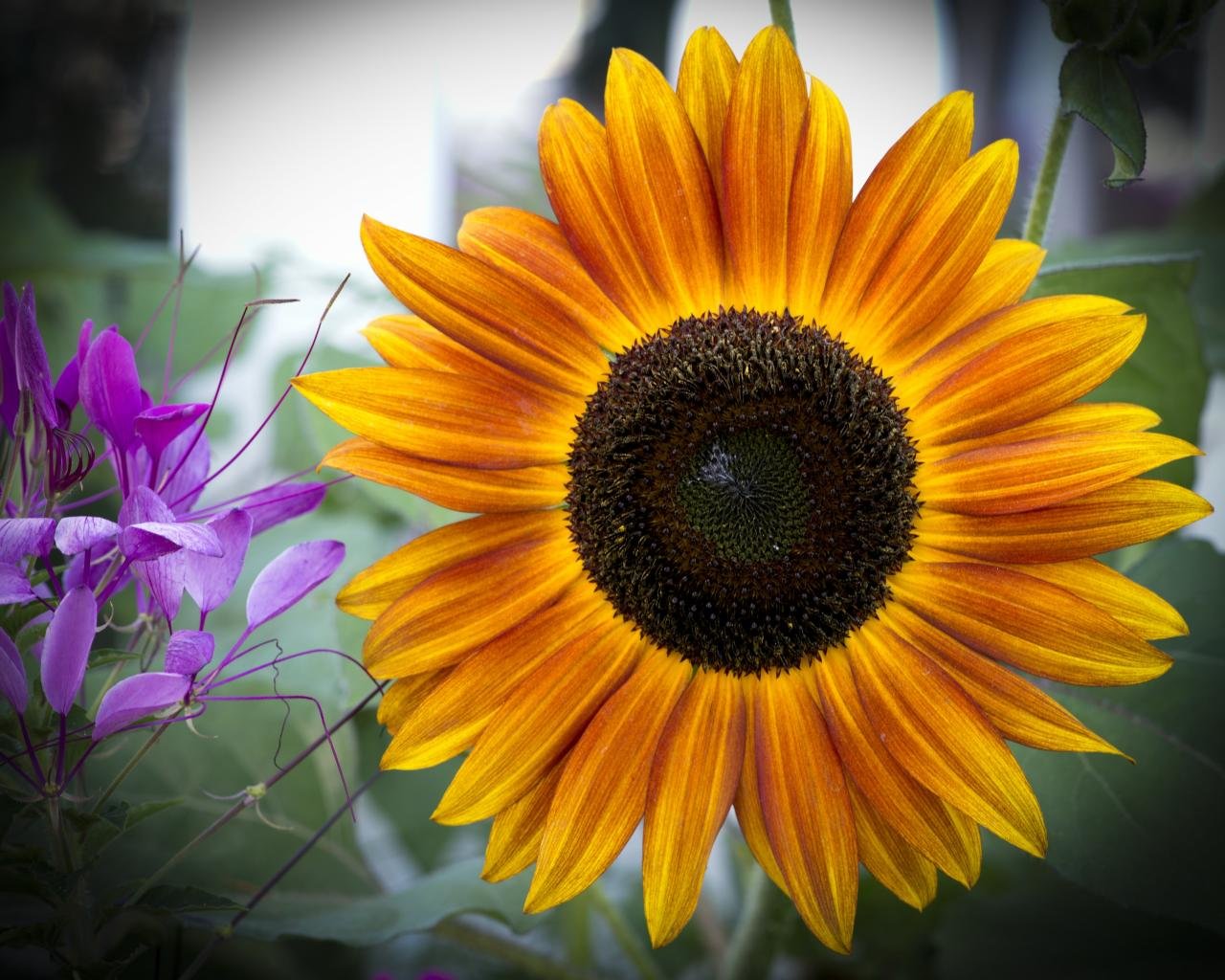 Awesome Sunflower free wallpaper ID:226589 for hd 1280x1024 PC
