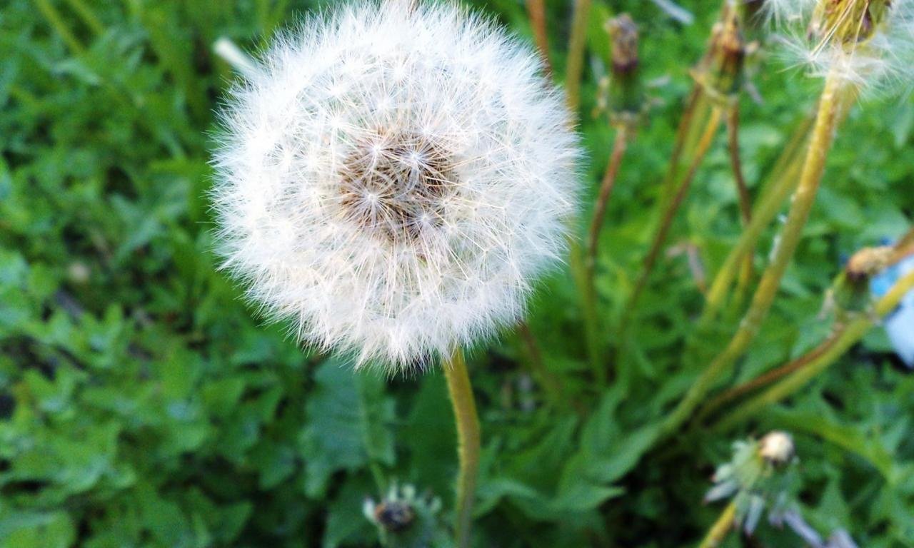 Free download Dandelion background ID:78020 hd 1280x768 for PC