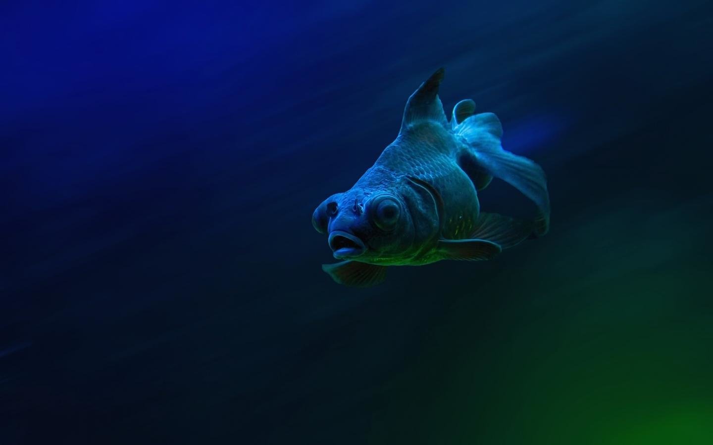 Awesome Fish free wallpaper ID:66342 for hd 1440x900 computer