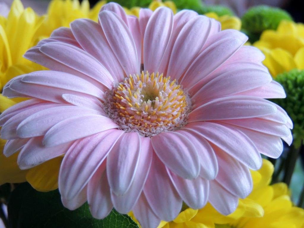 High resolution Gerbera hd 1024x768 background ID:119523 for computer