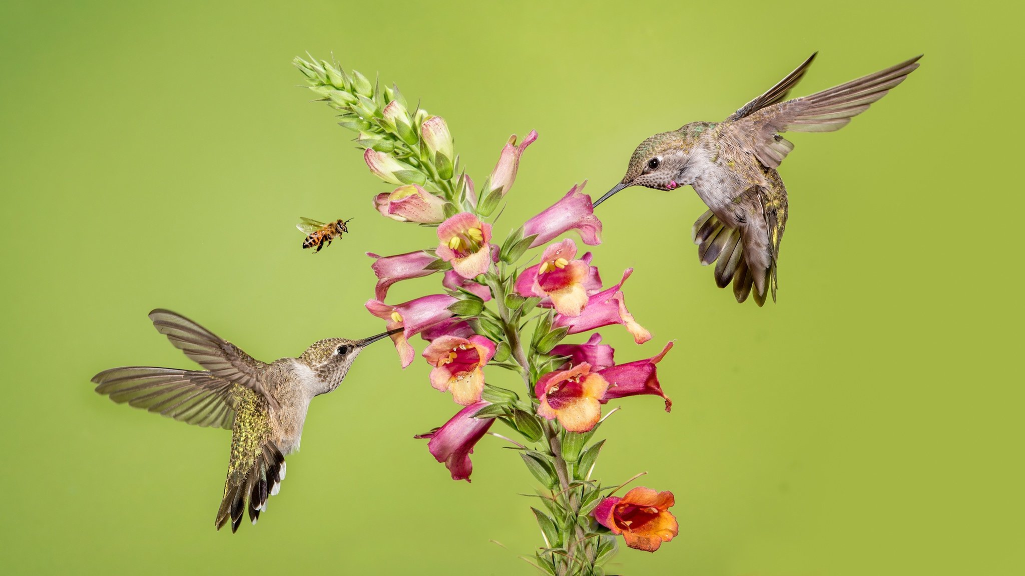 Awesome Hummingbird free background ID:215739 for hd 2048x1152 desktop