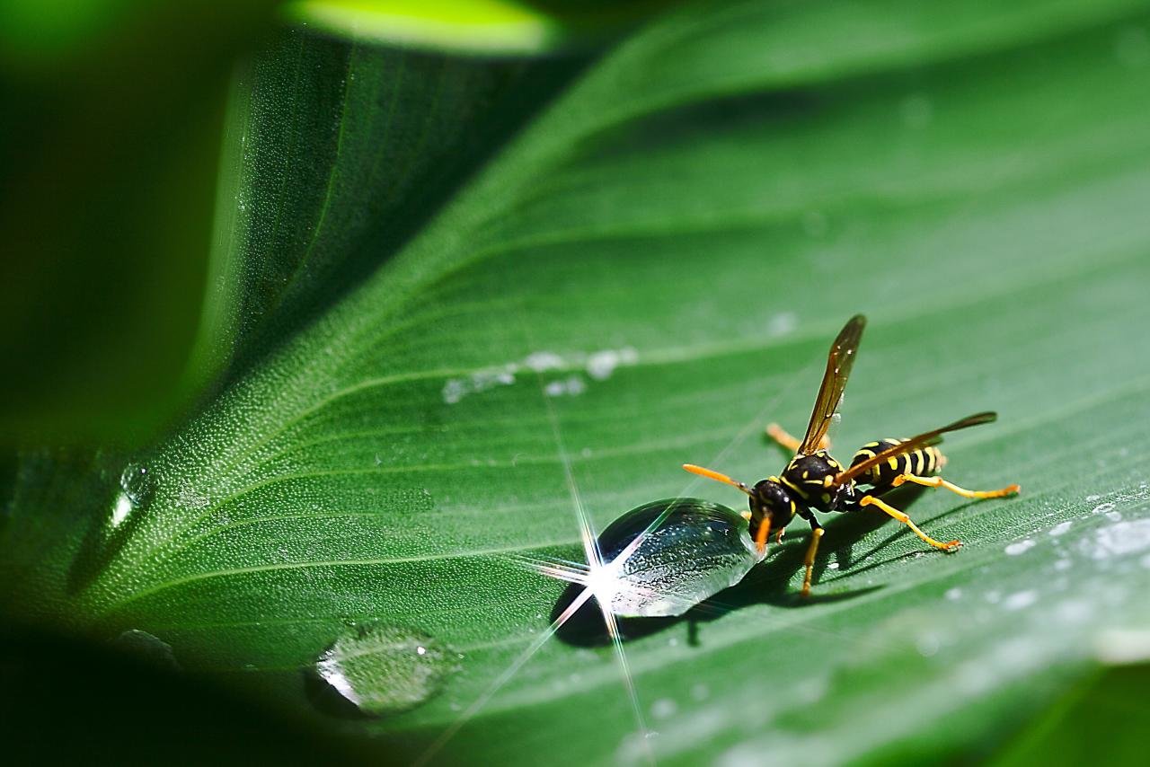 Awesome Wasp free wallpaper ID:48160 for hd 1280x854 computer