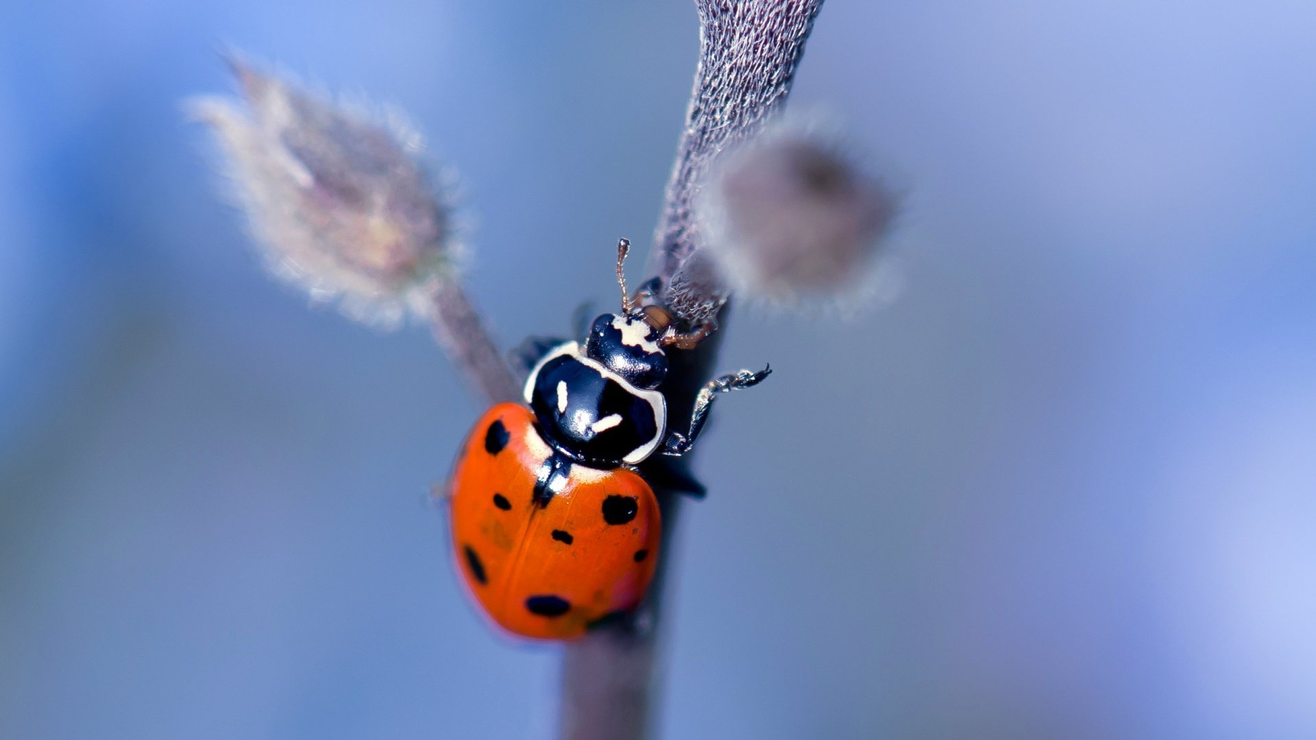 Best Ladybug wallpaper ID:270480 for High Resolution full hd 1920x1080 computer