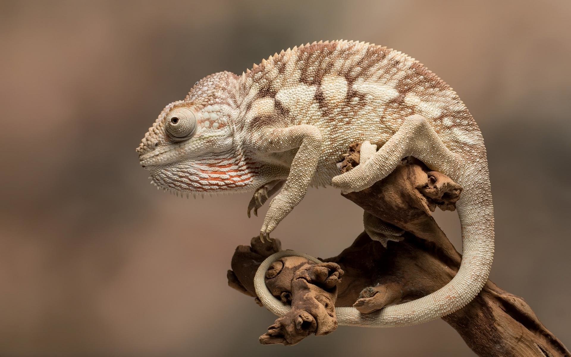 Download hd 1920x1200 Chameleon computer background ID:462545 for free