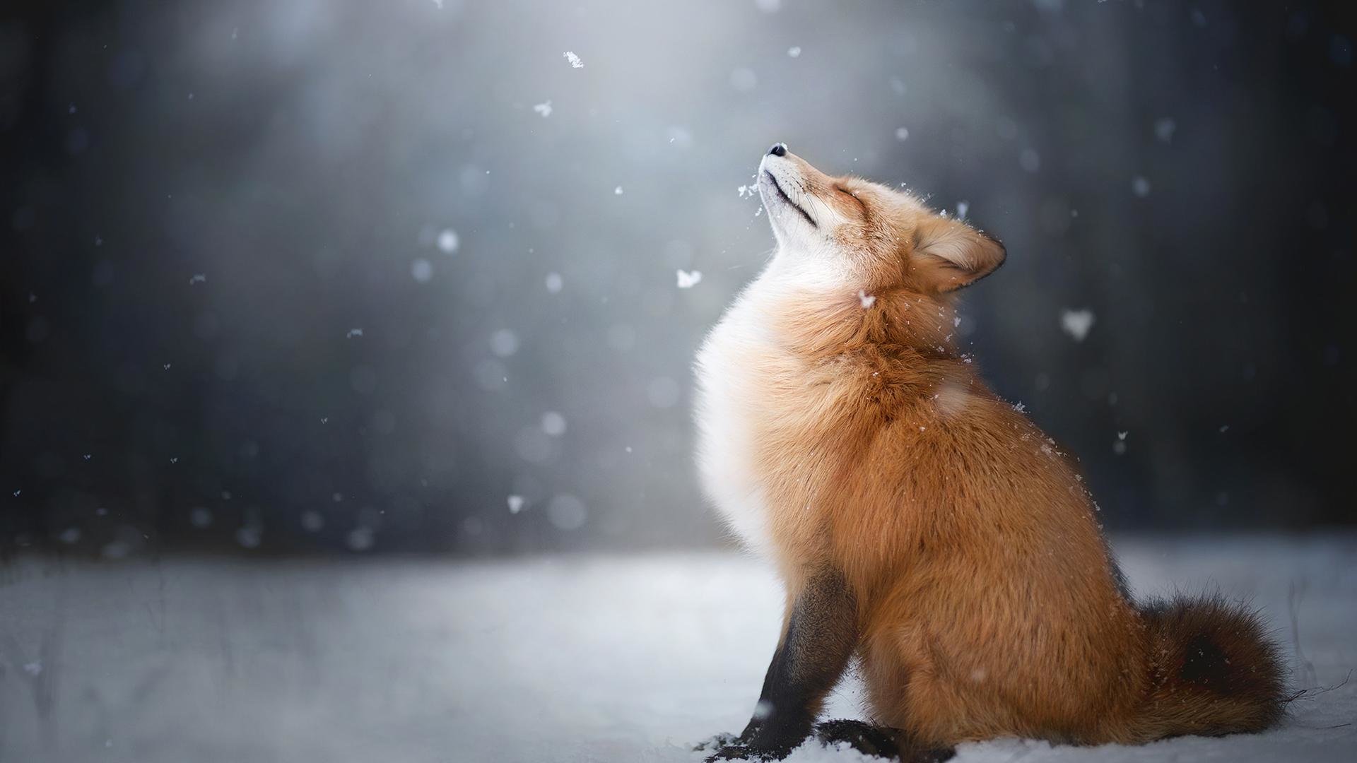 Free Fox high quality background ID:58715 for full hd 1920x1080 computer