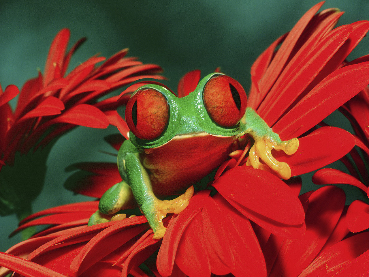Best Frog wallpaper ID:328666 for High Resolution hd 1280x960 computer