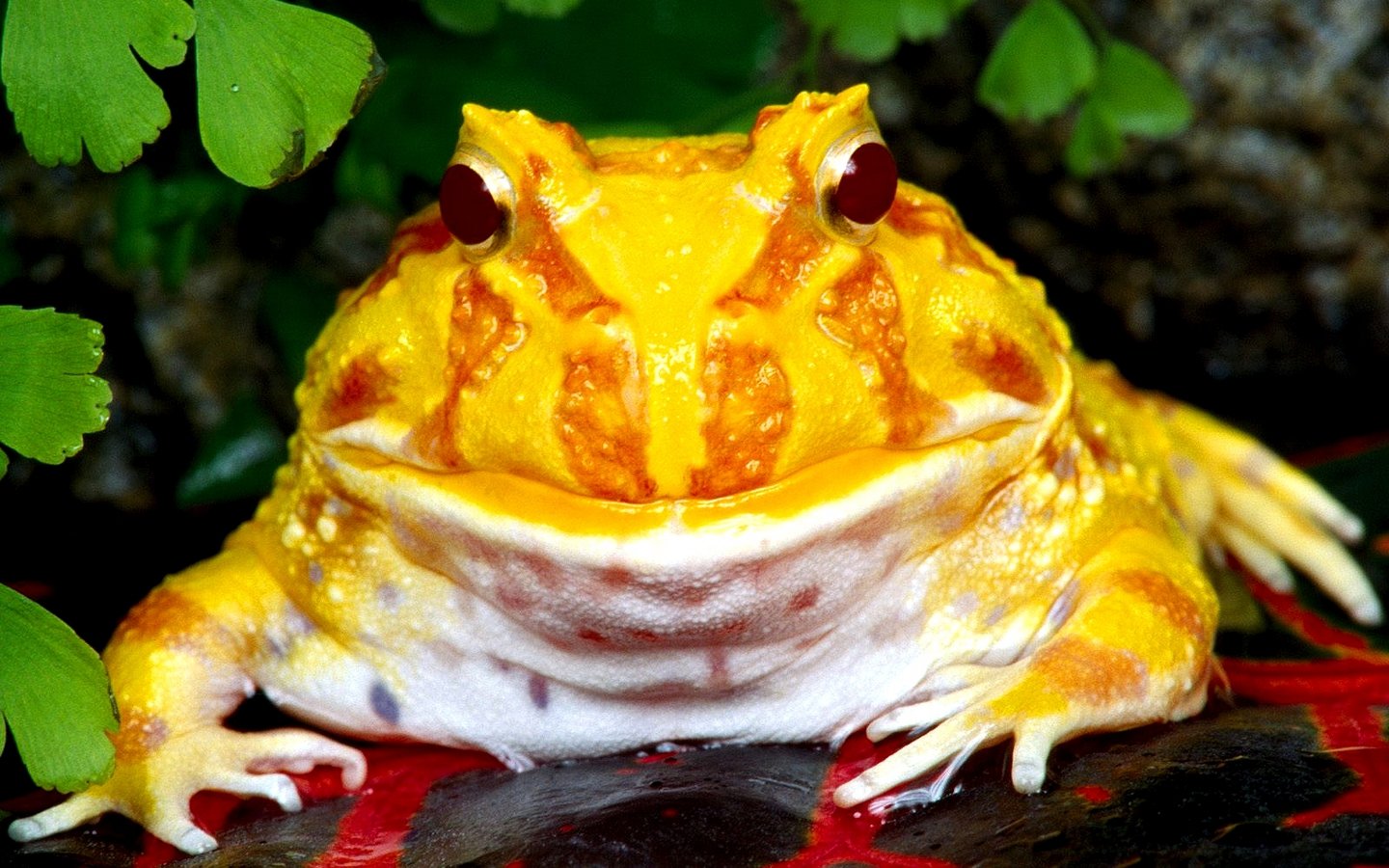 Awesome Frog free wallpaper ID:328733 for hd 1440x900 PC