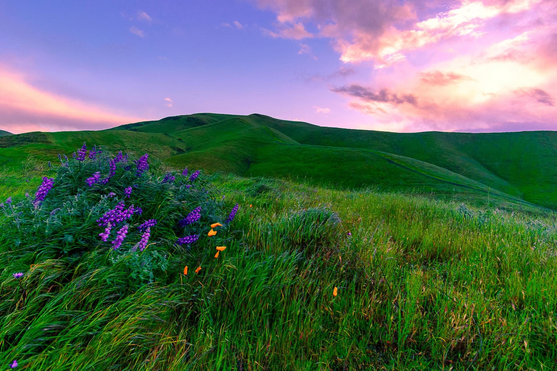 Best Meadow wallpaper ID:344910 for High Resolution hd 1920x1280 PC