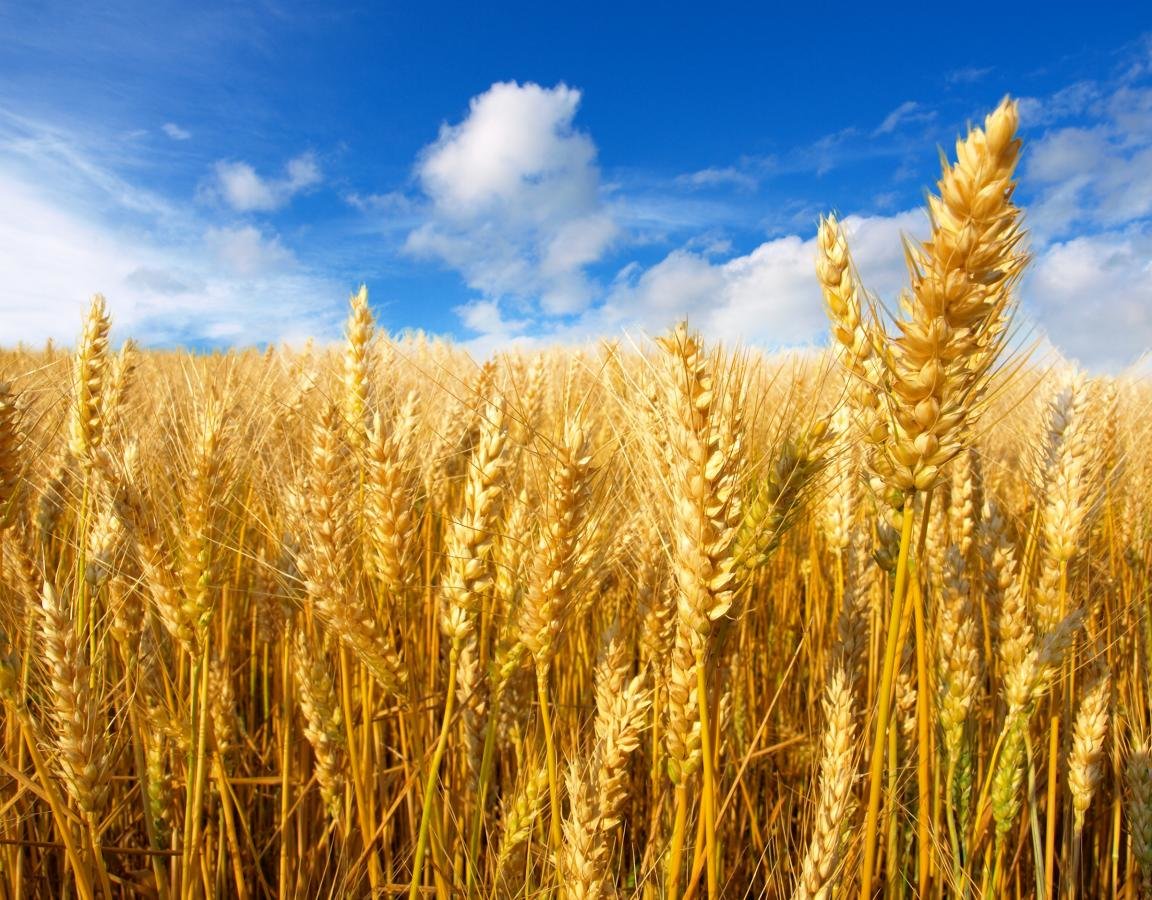 Awesome Wheat free background ID:391955 for hd 1152x900 desktop
