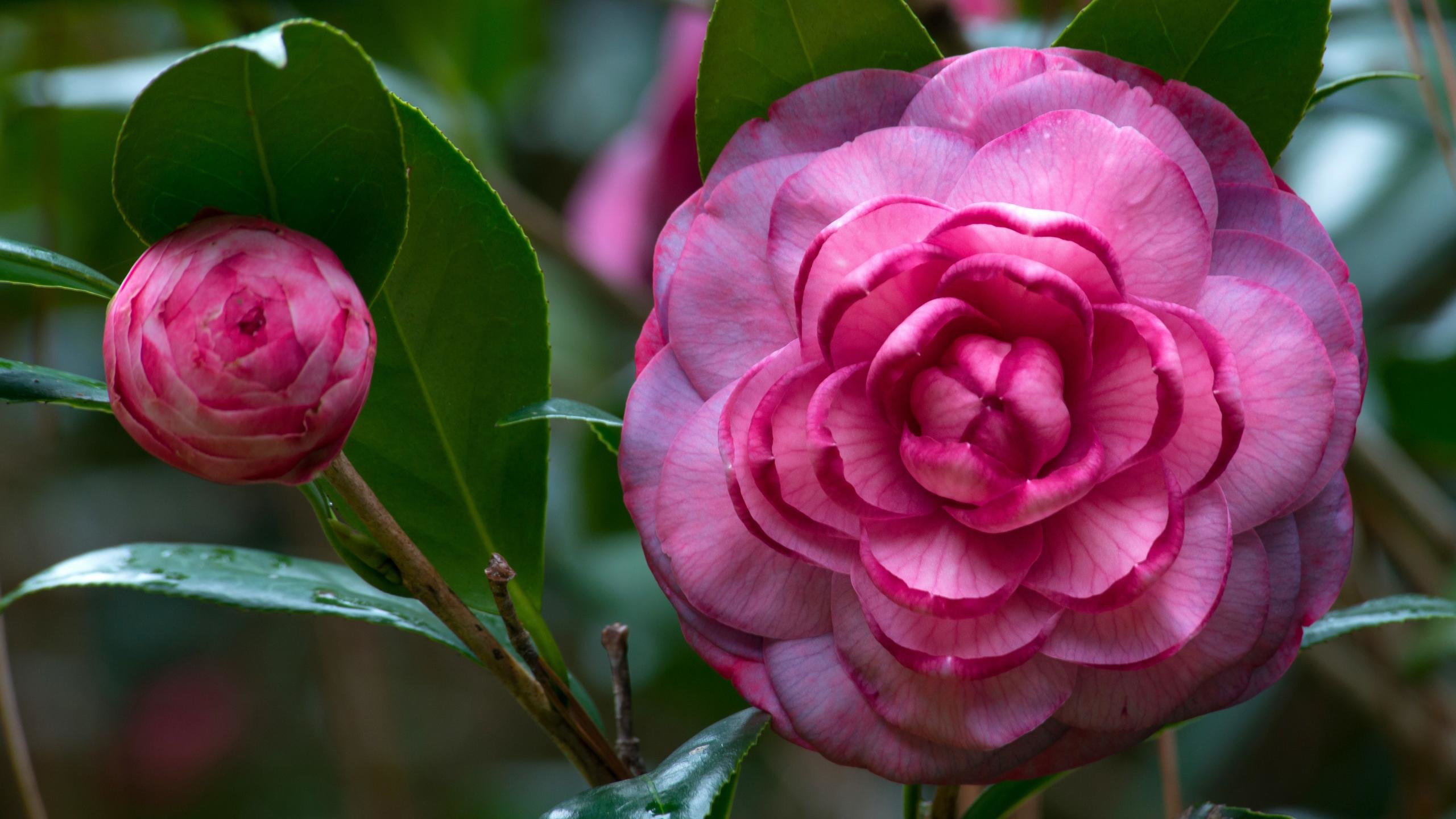 Best Camellia wallpaper ID:189488 for High Resolution hd 2560x1440 PC