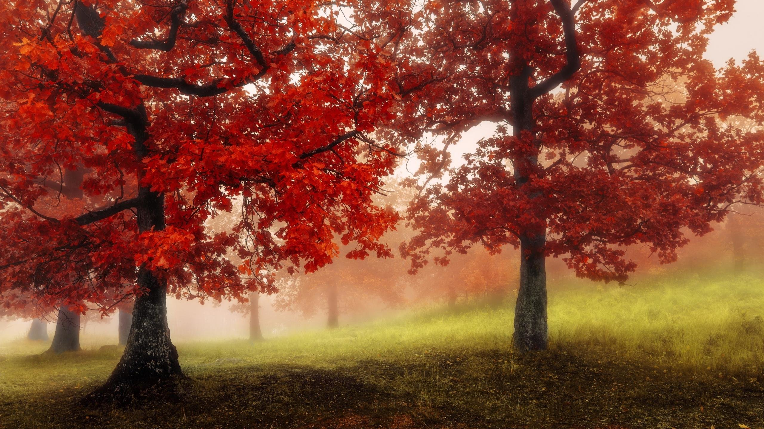 Awesome Fog free background ID:400561 for hd 2560x1440 desktop