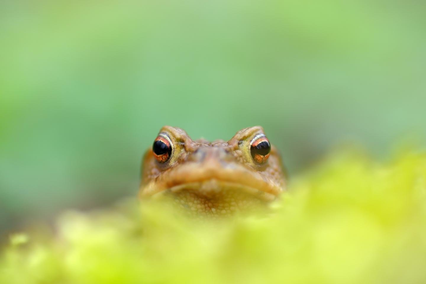 High resolution Frog hd 1440x960 wallpaper ID:328924 for PC