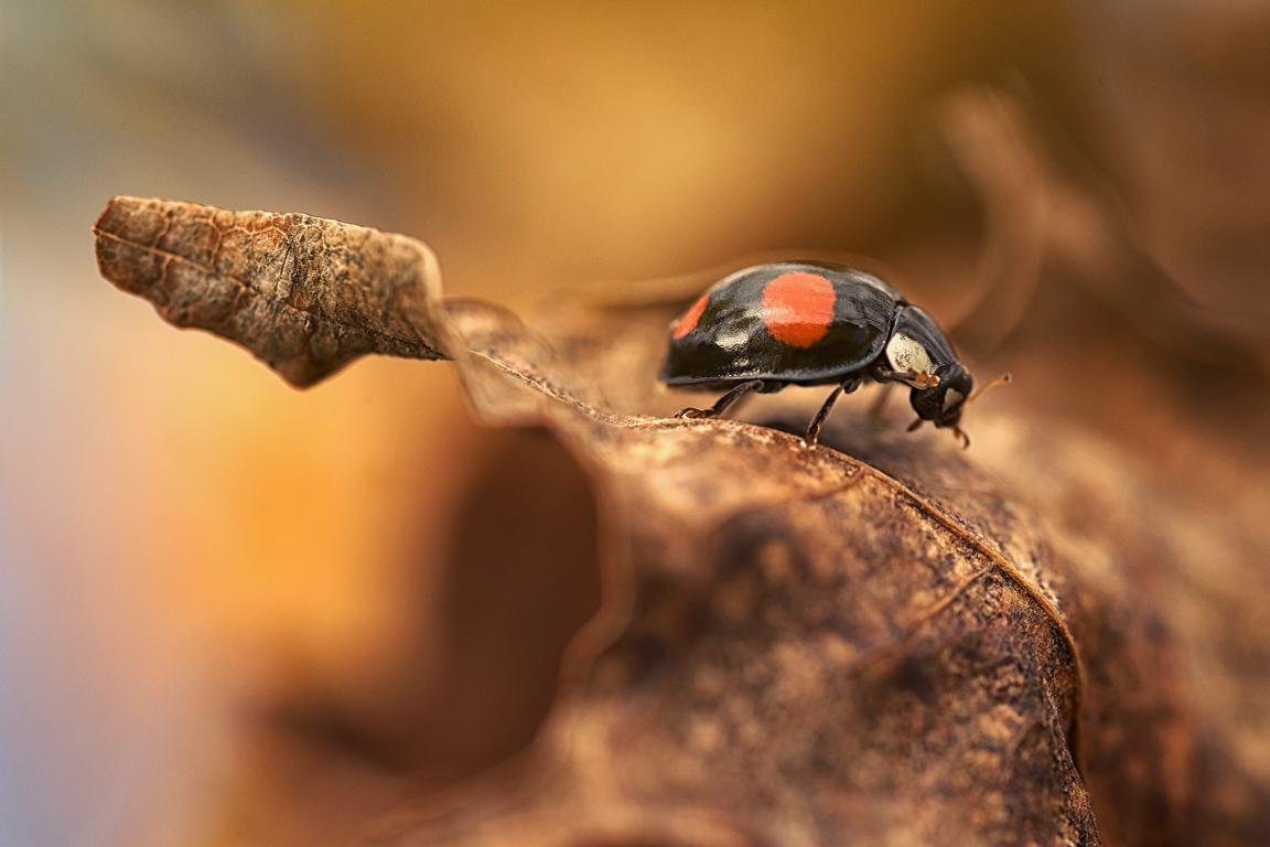 Download hd 1152x768 Ladybug PC wallpaper ID:270479 for free