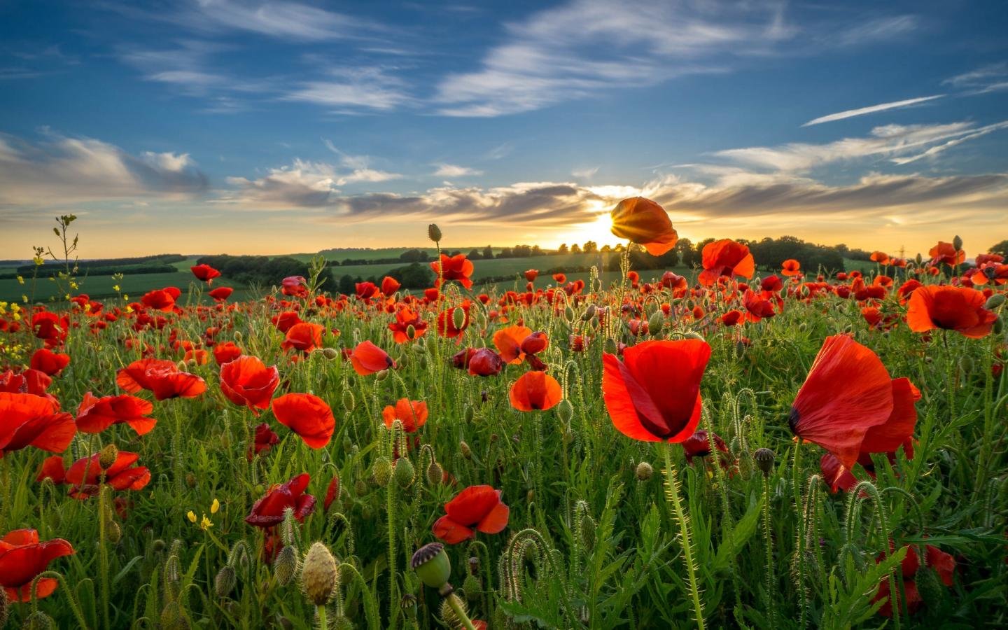 Free download Poppy background ID:99739 hd 1440x900 for PC