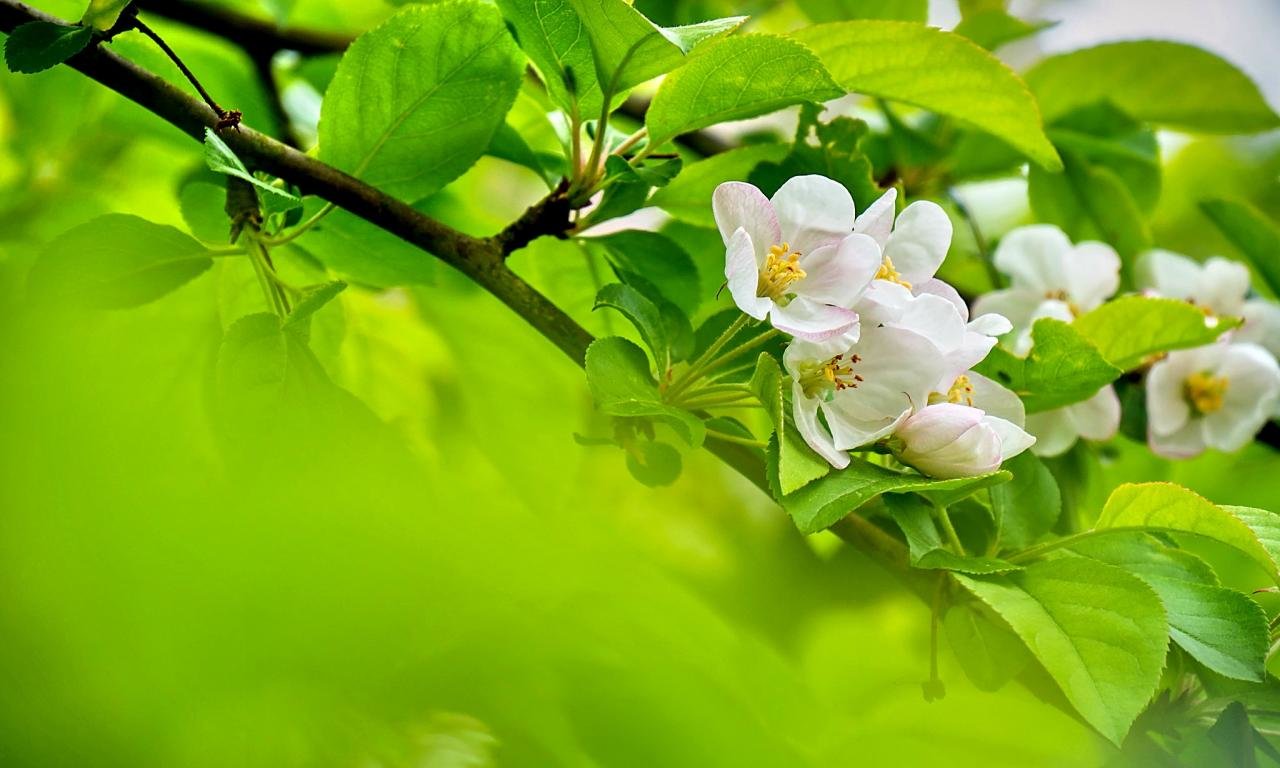 Free download Blossom background ID:333053 hd 1280x768 for desktop