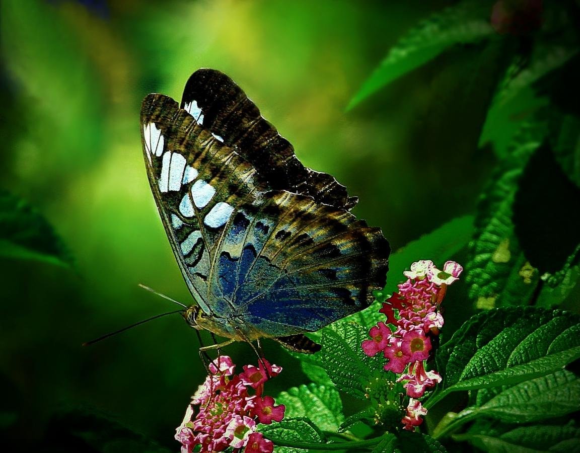 Awesome Butterfly free background ID:168406 for hd 1152x900 PC