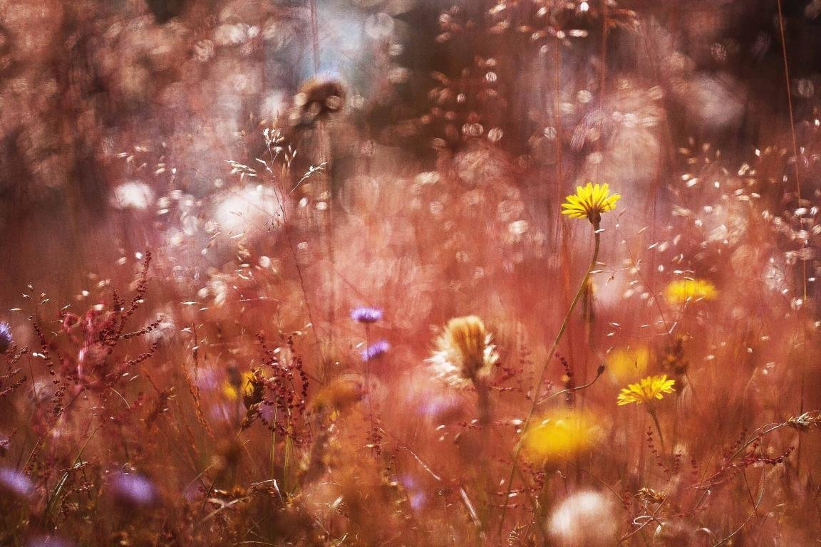 High resolution Meadow hd 1152x768 background ID:344923 for desktop
