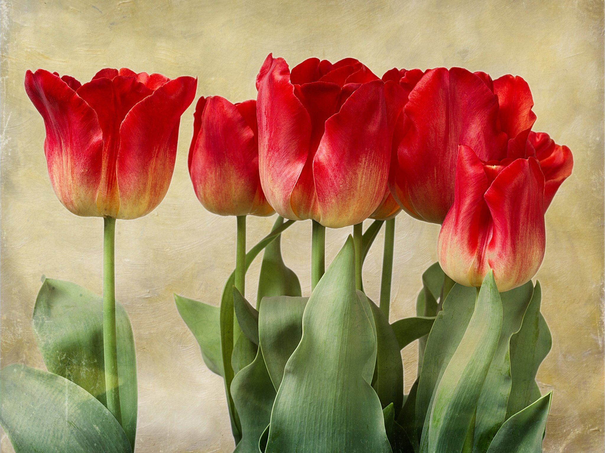 Awesome Tulip free wallpaper ID:157788 for hd 2048x1536 computer