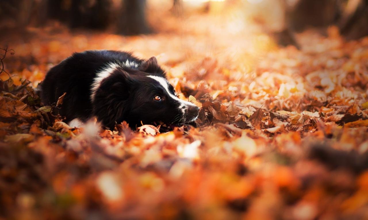 High resolution Border Collie hd 1280x768 background ID:165913 for computer