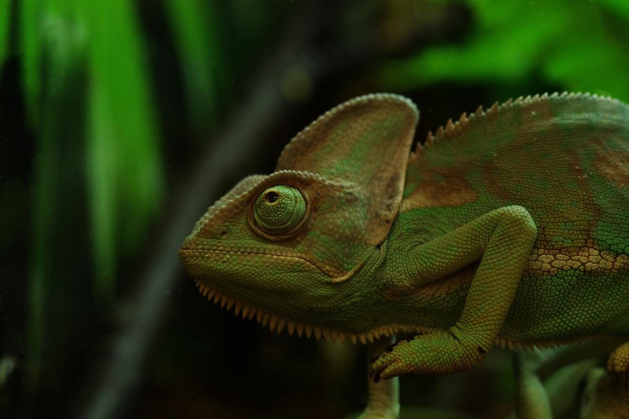 Best Chameleon background ID:462467 for High Resolution hd 1280x854 computer