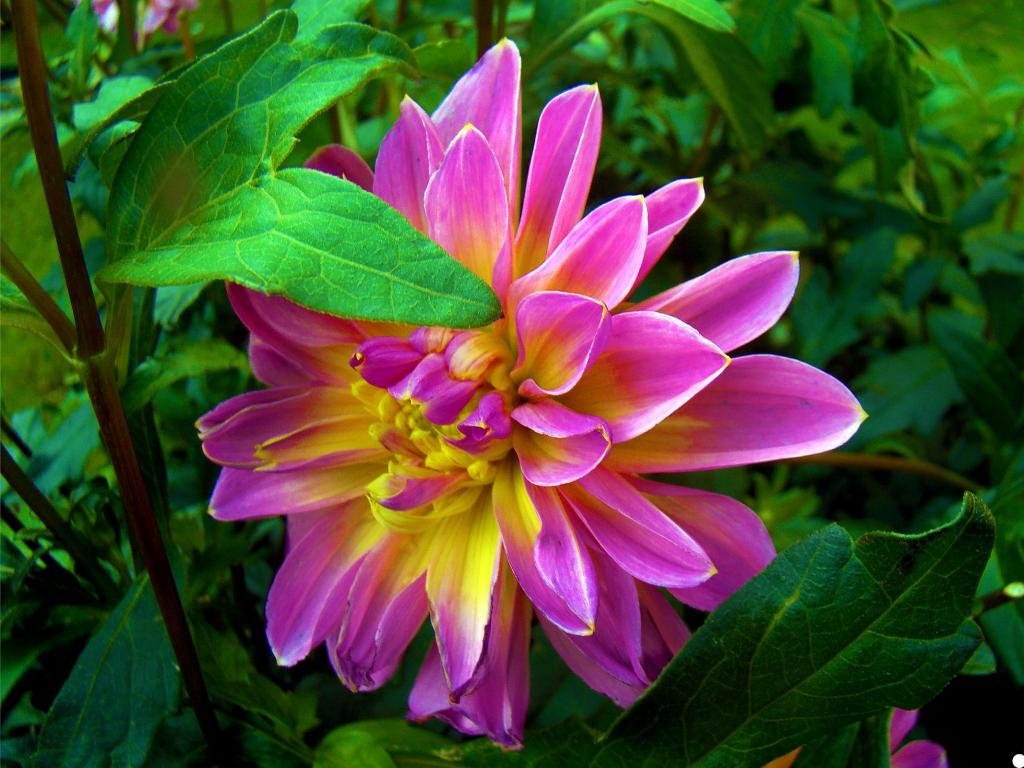 Awesome Dahlia free background ID:174582 for hd 1024x768 computer