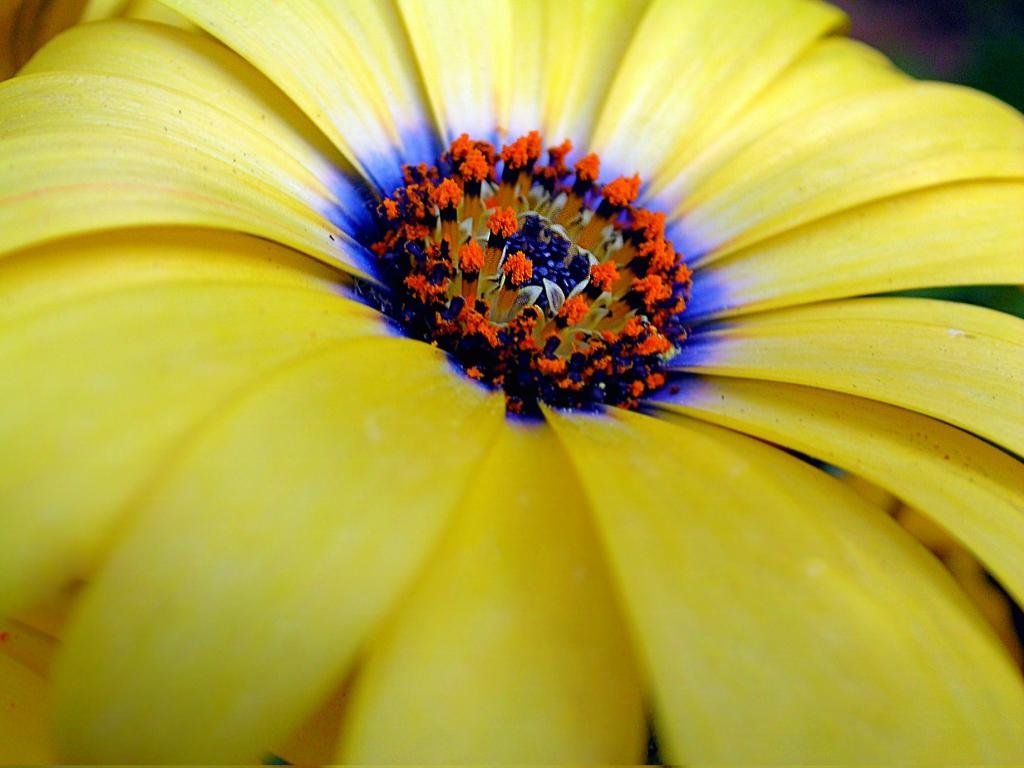 High resolution Daisy hd 1024x768 background ID:363224 for PC