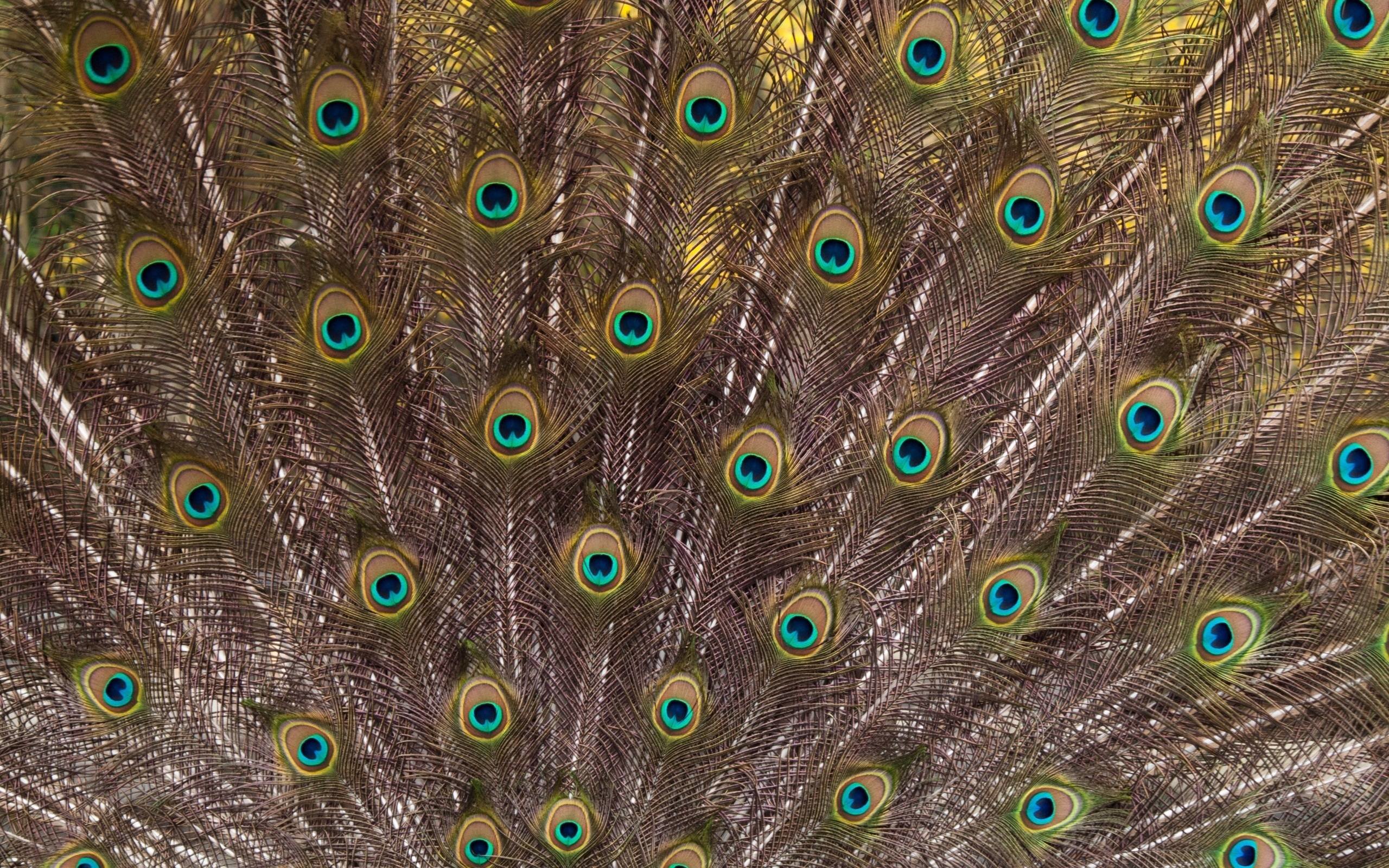 Free Peacock high quality wallpaper ID:151841 for hd 2560x1600 PC