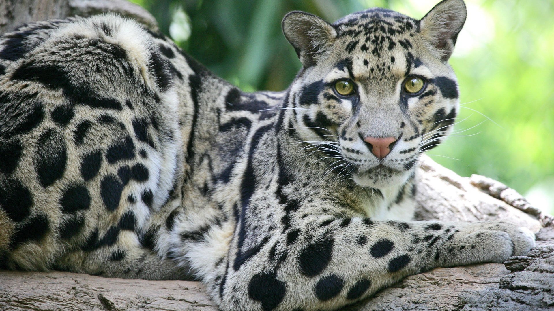 Awesome Clouded Leopard free background ID:260344 for 1080p computer