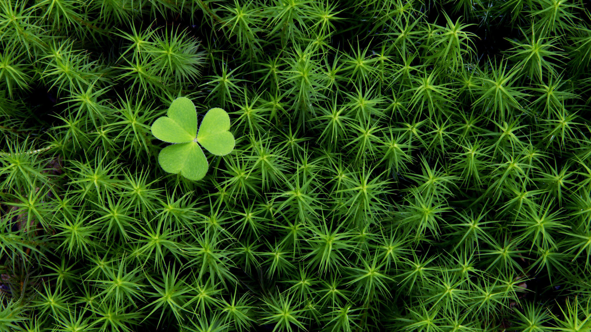 High resolution Clover & shamrock hd 1080p background ID:65829 for PC