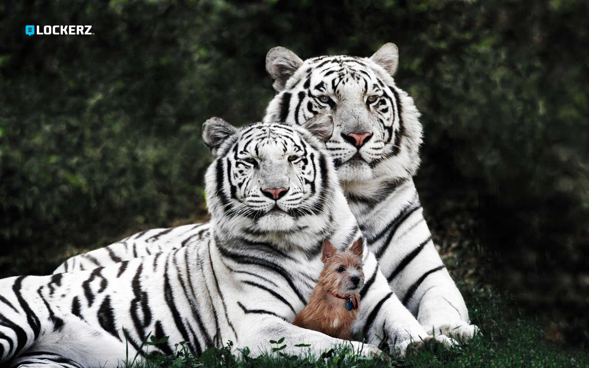 Download hd 1920x1200 White Tiger computer background ID:174870 for free