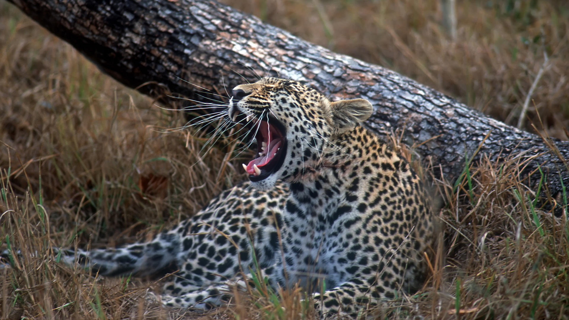 Free Leopard high quality background ID:448316 for full hd 1080p PC