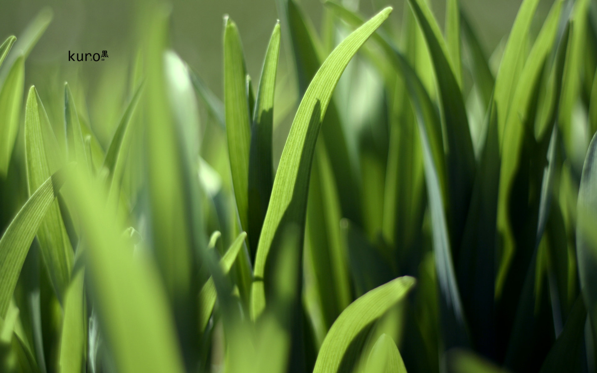 Free download Grass background ID:377819 hd 1920x1200 for PC