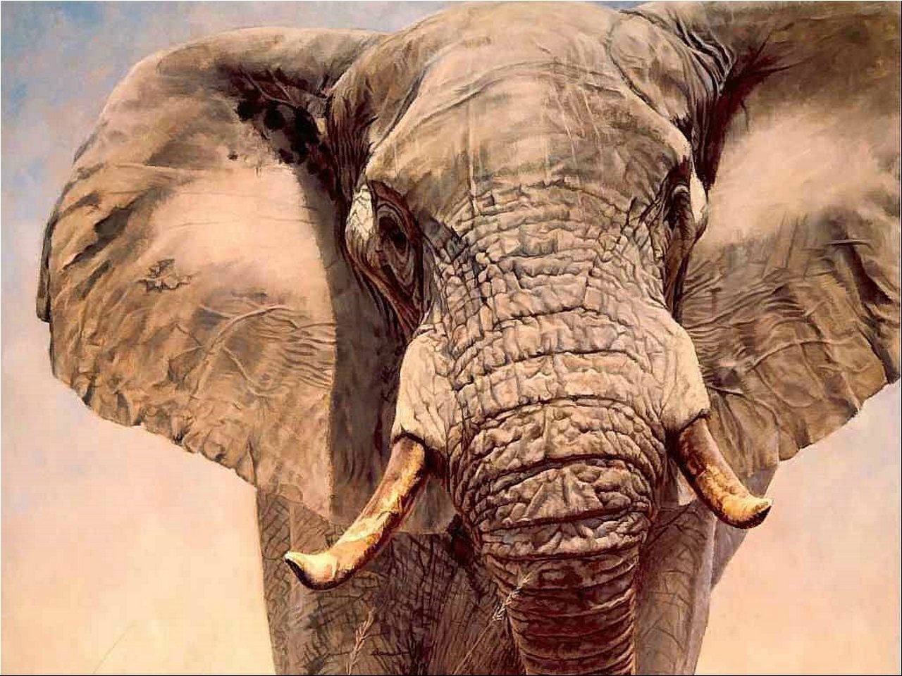 Free download Elephant wallpaper ID:132600 hd 1280x960 for computer