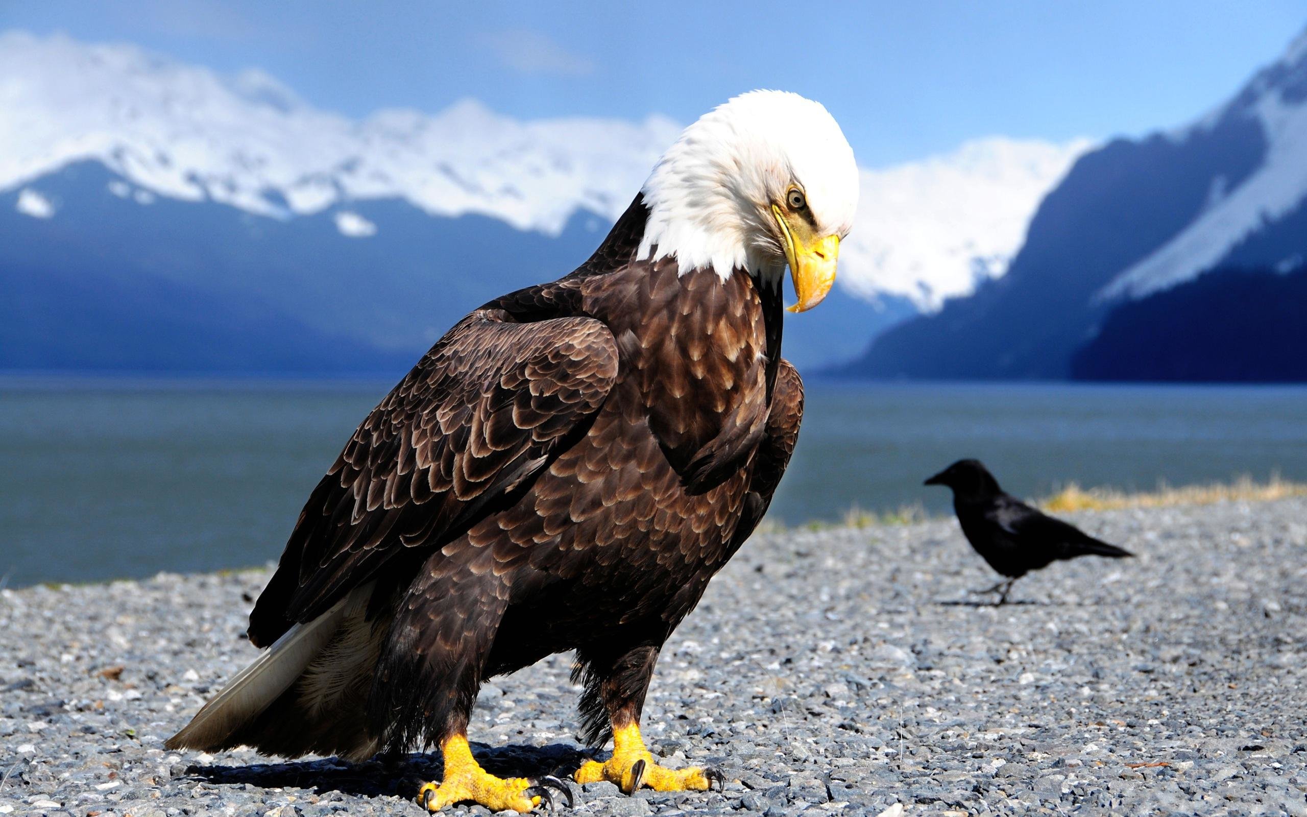 Download hd 2560x1600 American Bald Eagle PC wallpaper ID:68597 for free