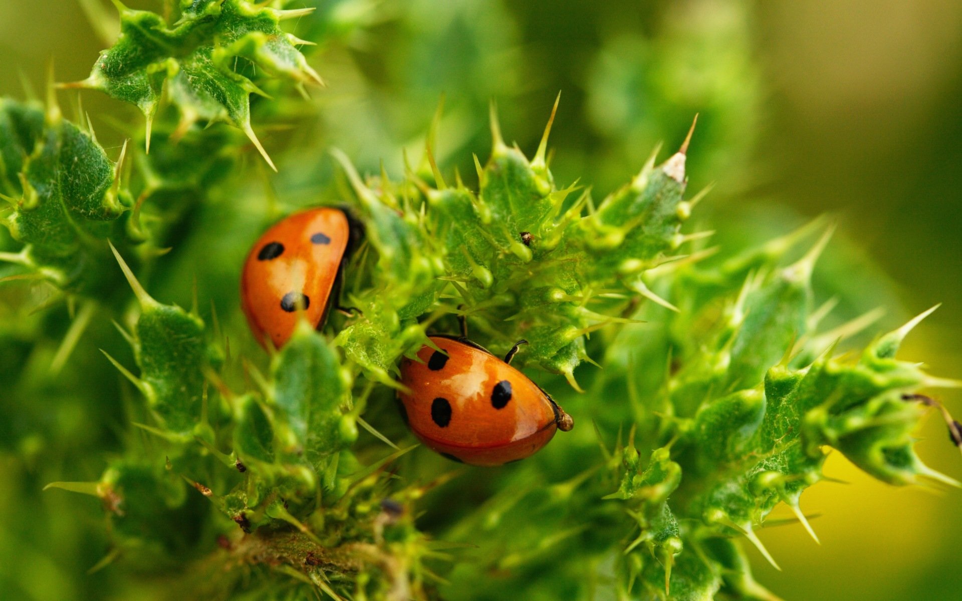 Best Ladybug background ID:270333 for High Resolution hd 1920x1200 PC