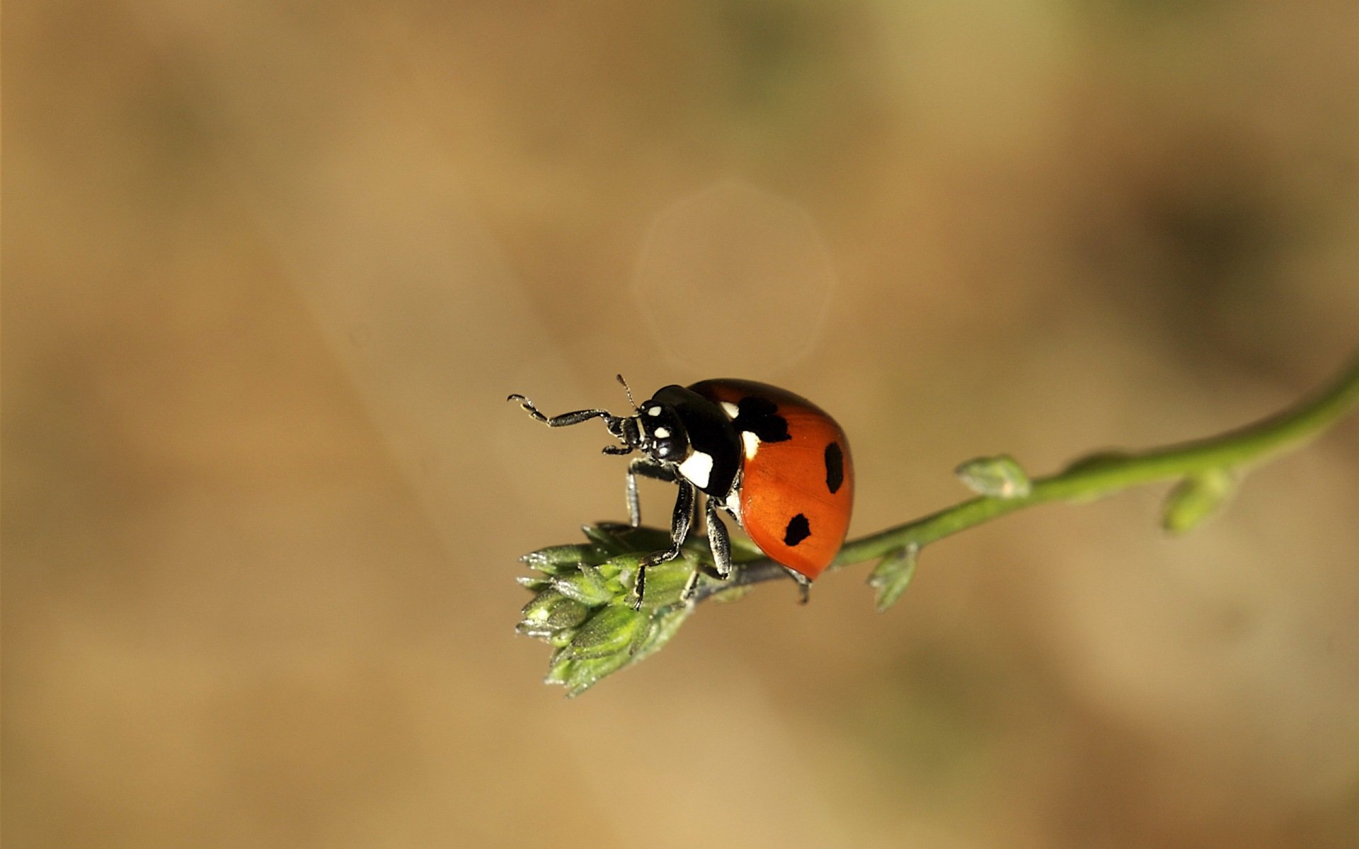 Awesome Ladybug free background ID:270313 for hd 1920x1200 PC