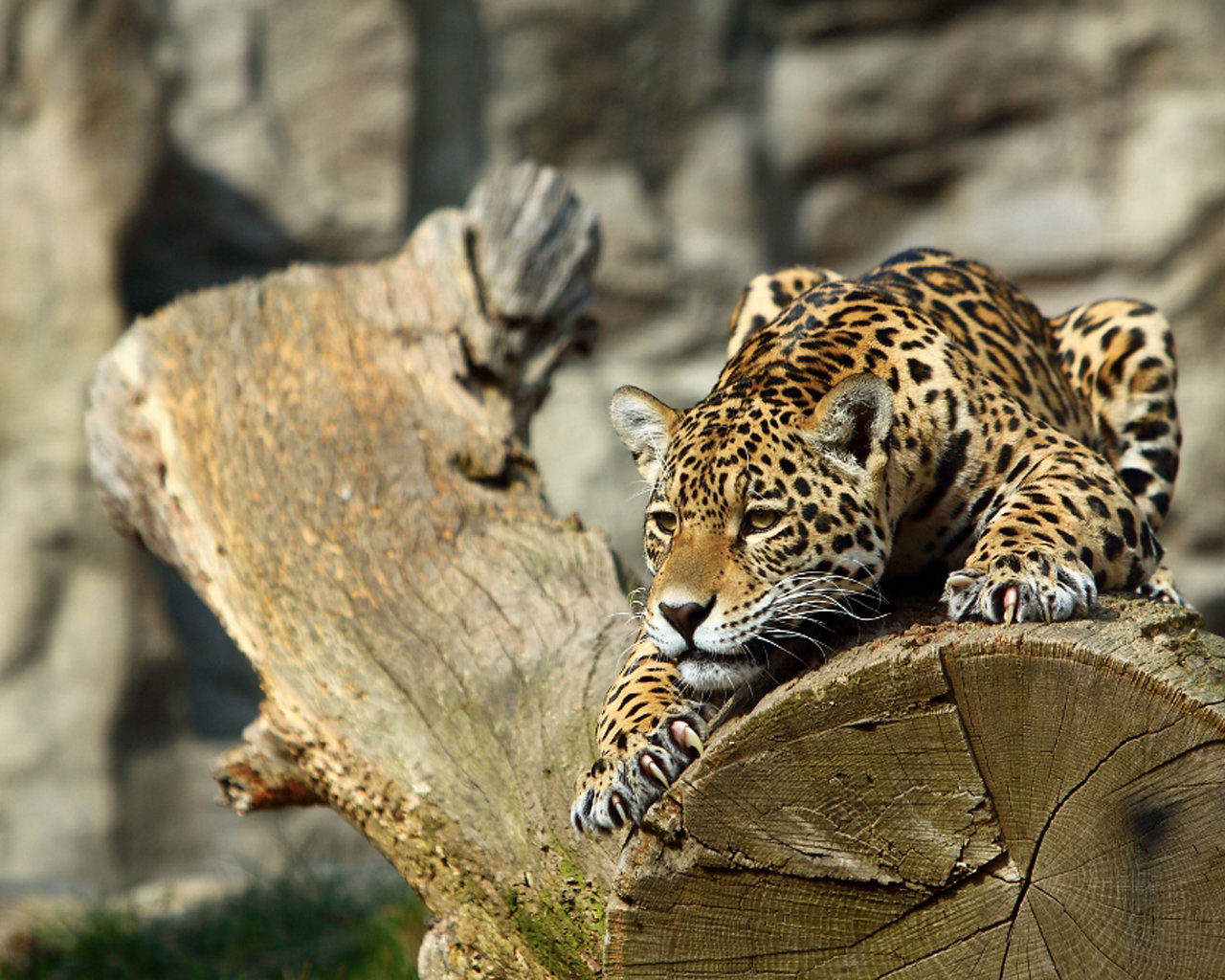 Free Leopard high quality background ID:447862 for hd 1280x1024 desktop